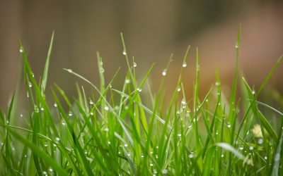 ‘Greening interventions’ could help to reduce hospital admission rates for mental disorders, say researchers