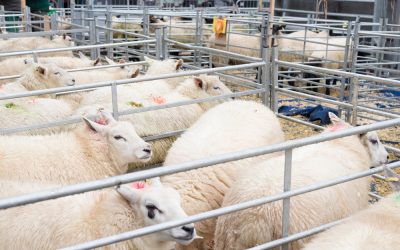 Innovative farming hub enhances the health and wellbeing of a neglected group, says physio Rachel Williams